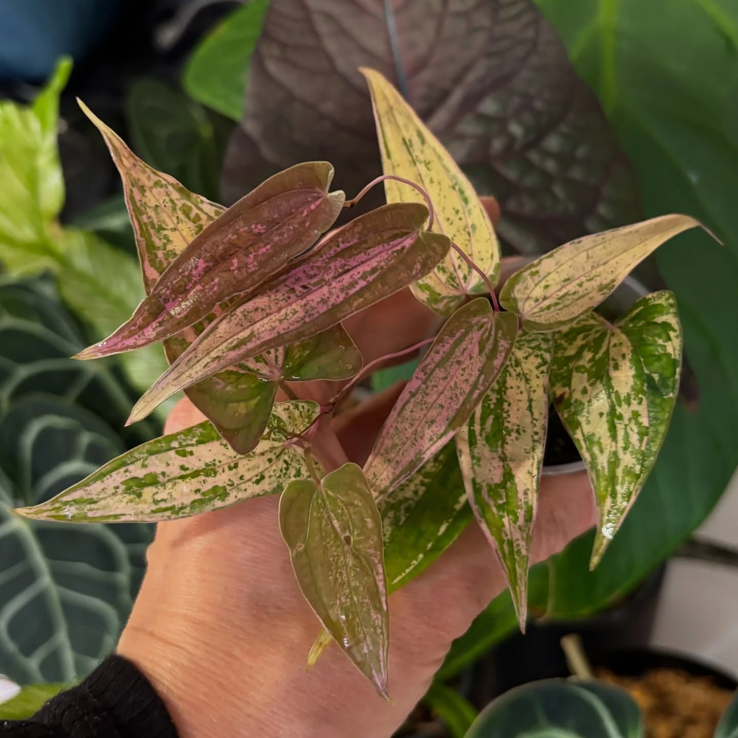 Variegated rare plant held in hand