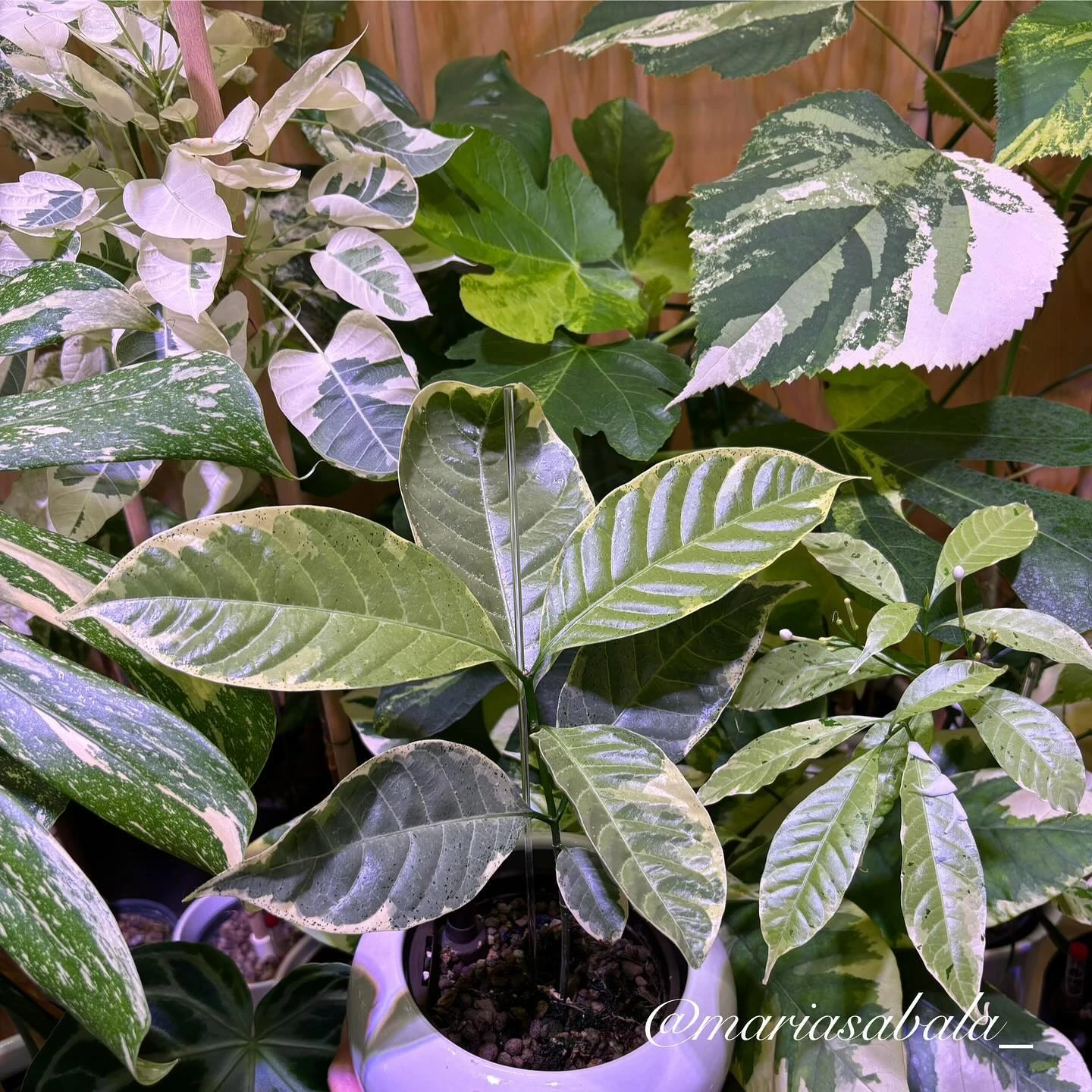 Collector plant collection