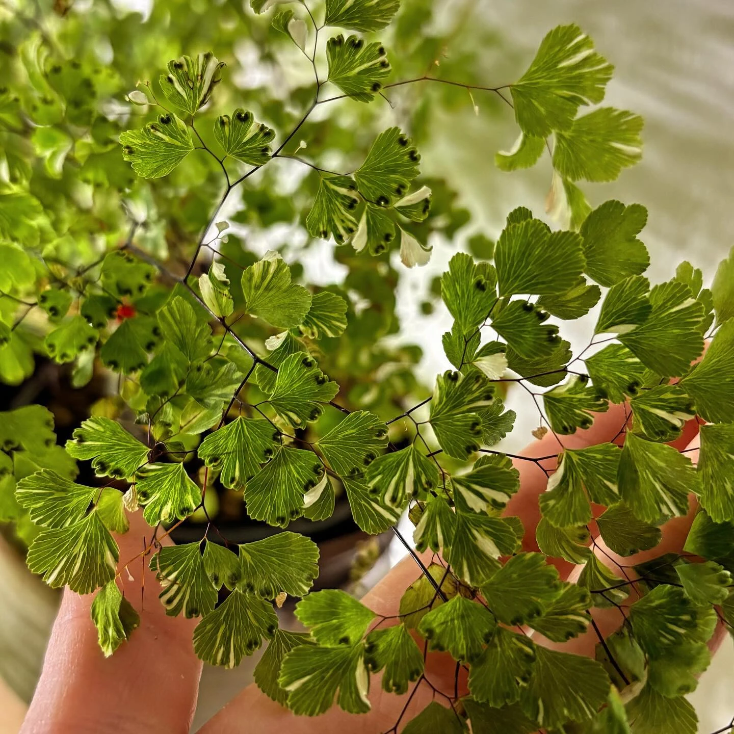 Fine-leaved collector plant