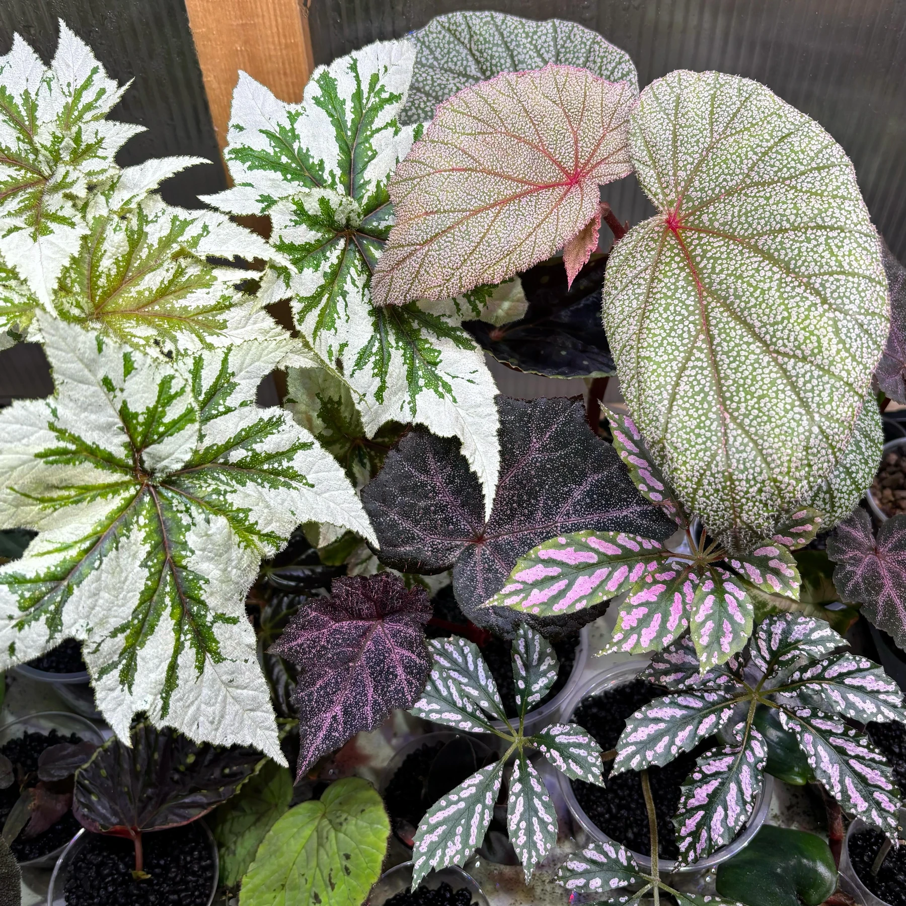 Rare begonias and collector foliage